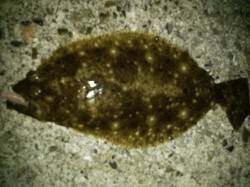 メバリングで大物！？ in 紀ノ川河口