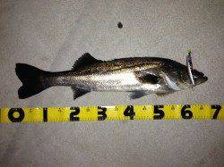 紀ノ川河口 ルアーでシーバス83cm&67cm！