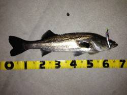 紀ノ川河口 ルアーでシーバス83cm&am…