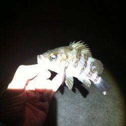 高浜漁港の外灯下でメバリング、表層タダ巻で数釣り楽しめます♪