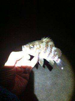 高浜漁港の外灯下でメバリング、表層タダ巻で数釣り楽しめます♪