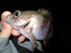 江井ヶ島でメバリング、ワームカラークリアー系に高反応でした