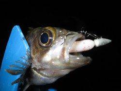 江井ヶ島 低活性の中メバリングでメバル5匹