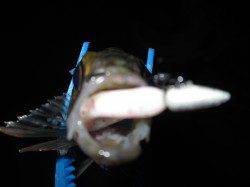 江井ヶ島 低活性の中メバリングでメバル5匹