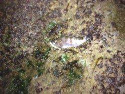 京丹後西部エリア　旭でメバリングの釣果☆