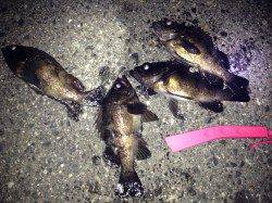 洲本 実釣１時間半でメバル22〜25cm4匹☆