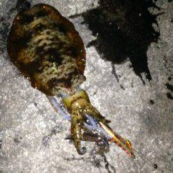 南紀でナイトエギング、見事アオリGET★