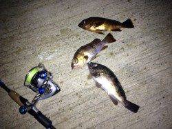 下浜港 雨・風・波の中メバリングでメバル4匹