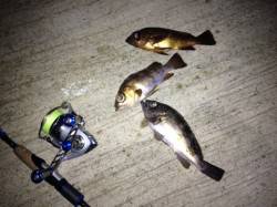 下浜港 雨・風・波の中メバリングでメバル4…