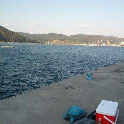 柏漁港でエビ撒き【ガシラは釣れましたが…】