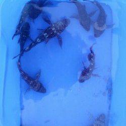 柏漁港でエビ撒き【ガシラは釣れましたが…】