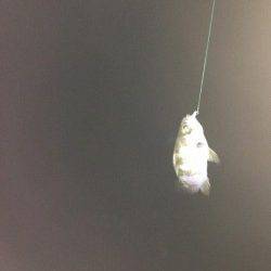 京丹後西部エリア　旭でメバリングの釣果☆