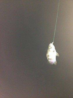 京丹後西部エリア　旭でメバリングの釣果☆