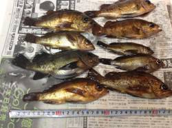 京丹後西部エリア　旭でメバリング、最大サイ…