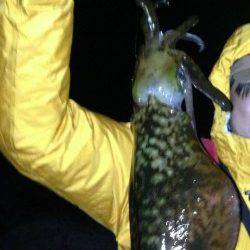 紀伊大島でエギング、アオリイカ3杯の釣果☆