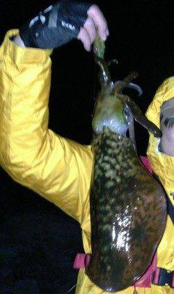 紀伊大島でエギング、アオリイカ3杯の釣果☆