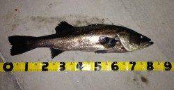 紀ノ川河口 ルアーでシーバス83cm&67cm！