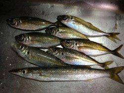 浦神湾 アジングでアジ＆カマスゲッット！