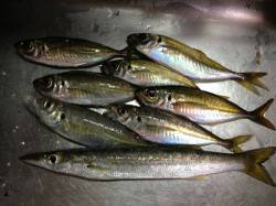 浦神湾 アジングでアジ＆カマスゲッット！