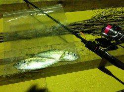 浦神湾 檄シブの中表層でアジHIT