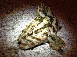 垂水漁港  メバリングでタケノコメバル25cmゲット