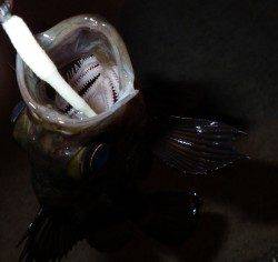 淡路島観光ホテルのプライベート釣り場でメバリング♪