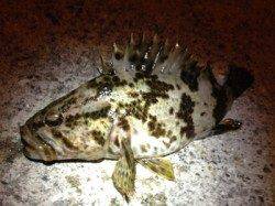 垂水漁港  メバリングでタケノコメバル25cmゲット