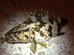 垂水漁港  メバリングでタケノコメバル25…