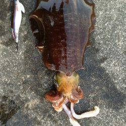 串本港、エギング朝にGETです