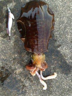 串本港、エギング朝にGETです