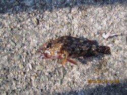 大蔵海岸 胴突・遠投サビキでガシラ＆サバフグ