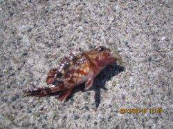 大蔵海岸 胴突・遠投サビキでガシラ＆サバフグ