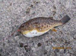 垂水漁港 胴突き釣行も釣れるは外道…