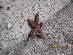 垂水漁港 胴突き釣行も釣れるは外道…