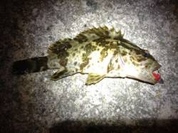 垂水漁港でメバリング、ボトムで何とかタケノ…