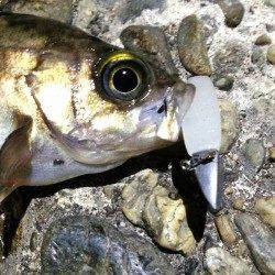 古茂江 ボトムワインドでメバルキャッチ！