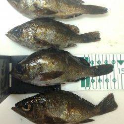 古茂江 ボトムワインドでメバルキャッチ！