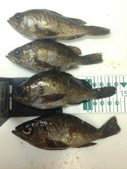 古茂江 ボトムワインドでメバルキャッチ！