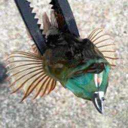 本荘人工島 ボトムワインドでガシラ＆アナハゼ