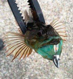 本荘人工島 ボトムワインドでガシラ＆アナハゼ