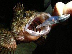 本荘人工島 ボトムワインドでガシラ＆アナハゼ