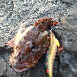 紀伊大島 エギングでアオリイカ＆ガシラ