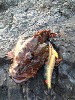 紀伊大島 エギングでアオリイカ＆ガシラ