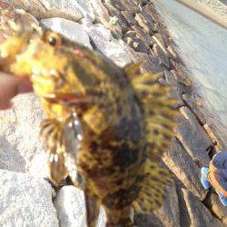 貝塚人工島の石畳、穴釣りでムラソイ・タケノコメバル