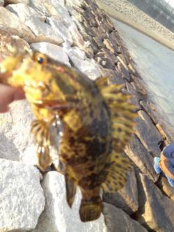 貝塚人工島の石畳、穴釣りでムラソイ・タケノ…