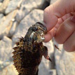 貝塚人工島の石畳、穴釣りでムラソイ・タケノコメバル