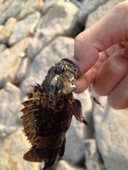 貝塚人工島の石畳、穴釣りでムラソイ・タケノコメバル