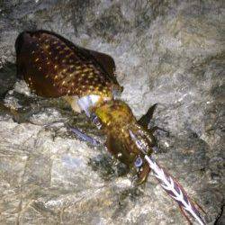 紀伊大島 エギングでアオリイカ＆ガシラ