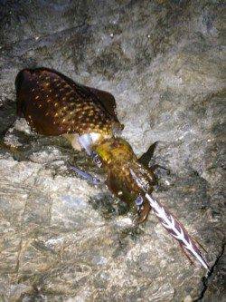 紀伊大島 エギングでアオリイカ＆ガシラ