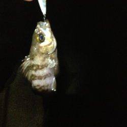 下浜港 雨・風・波の中メバリングでメバル4匹